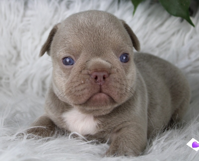 Aucun chiot disponible actuellement