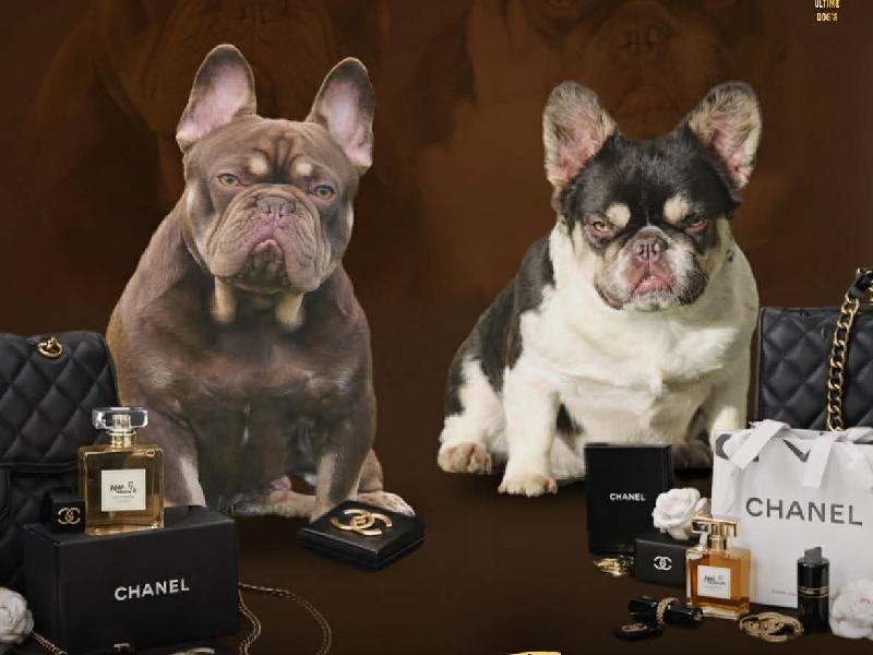 Un bouledogue français exotique de couleur Rojo Tan et un bouledogue français exotique de couleur choco Tan Caille 