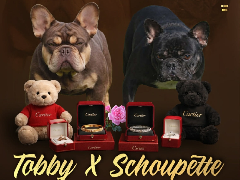 Un mâle Rojo Tan orange avec une femelle Black Tan 