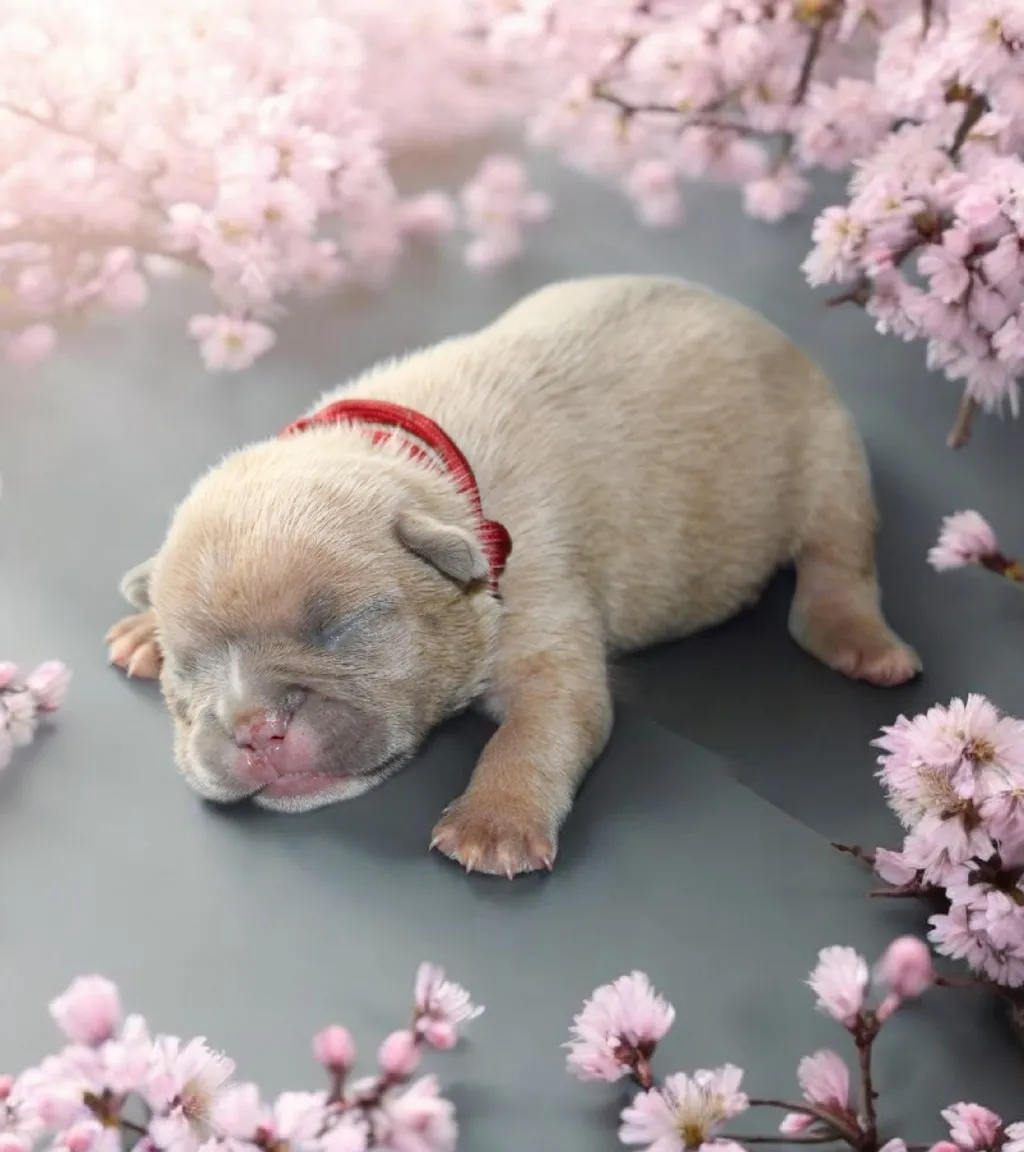 Photo d'un chiot Bouledogue Français mâle à vendre.
