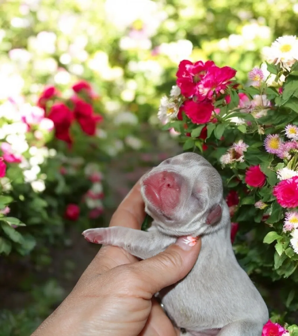 Photo d'un chiot Bouledogue Français femelle à vendre.