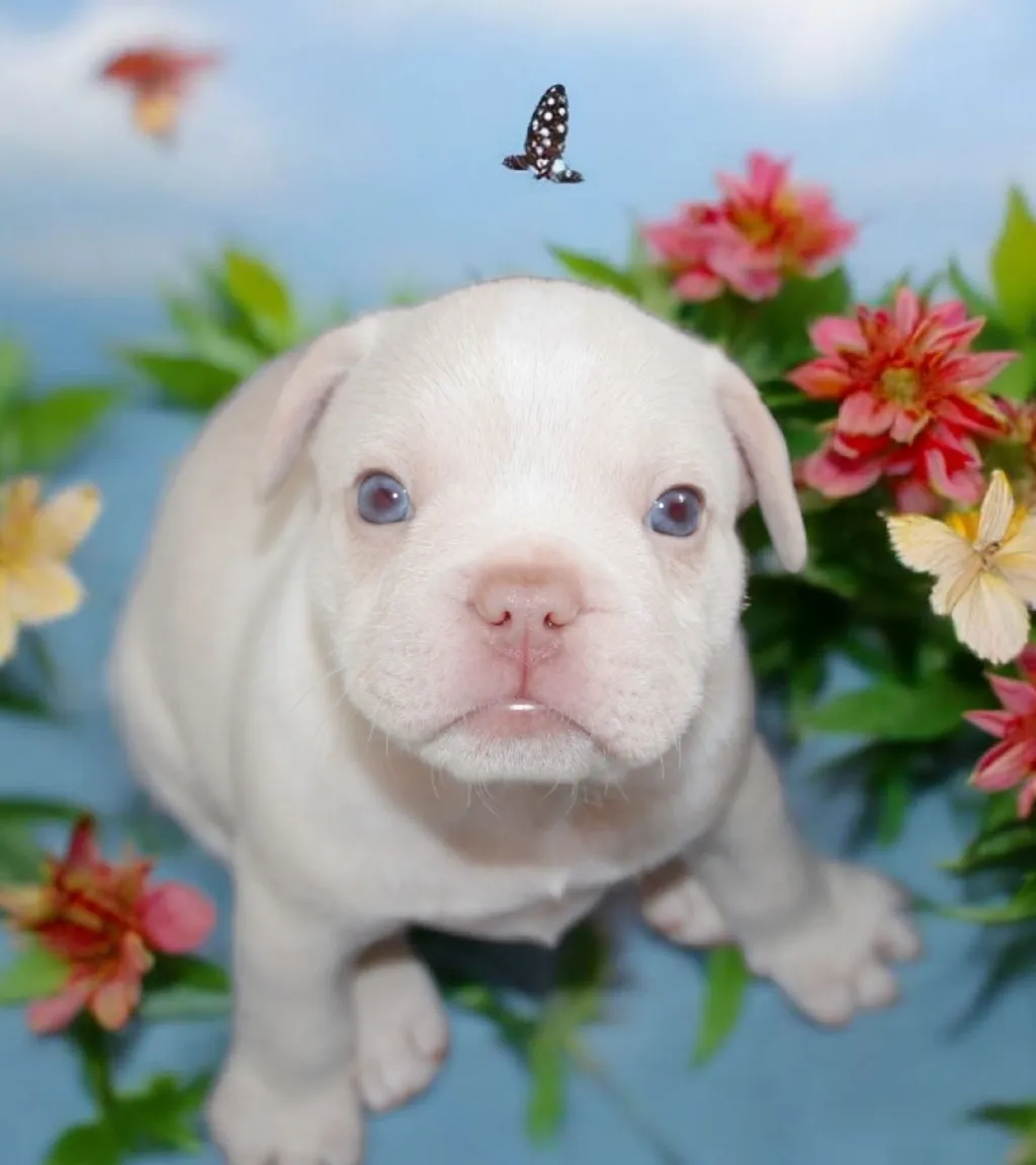 Photo d'un chiot Bouledogue Français mâle à vendre.