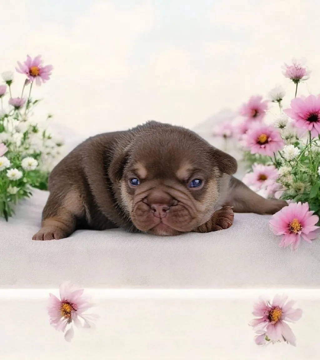 Photo d'un chiot Bouledogue Français mâle à vendre.