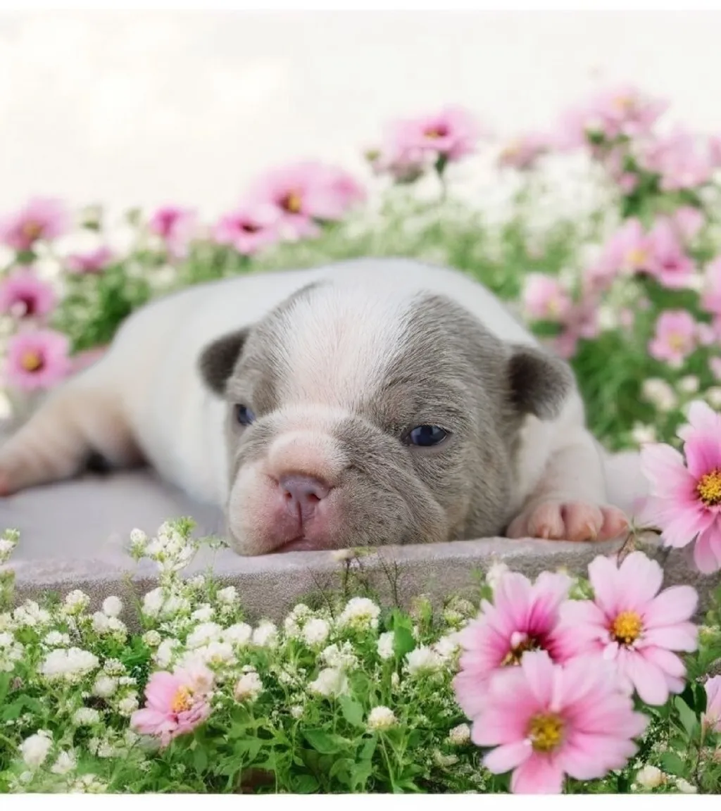 Photo d'un chiot Bouledogue Français femelle à vendre.