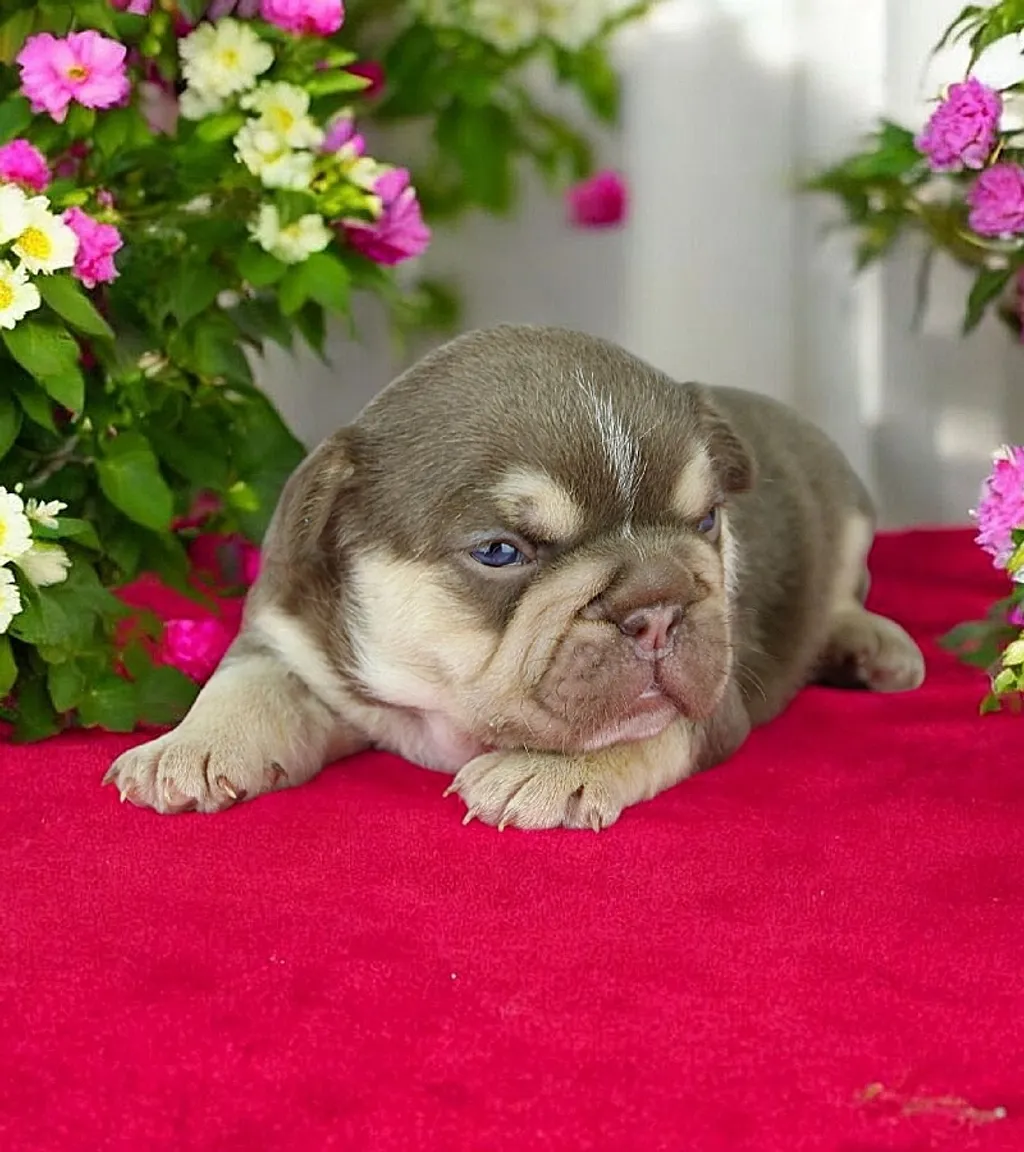 Photo d'un chiot Bouledogue Français femelle à vendre.