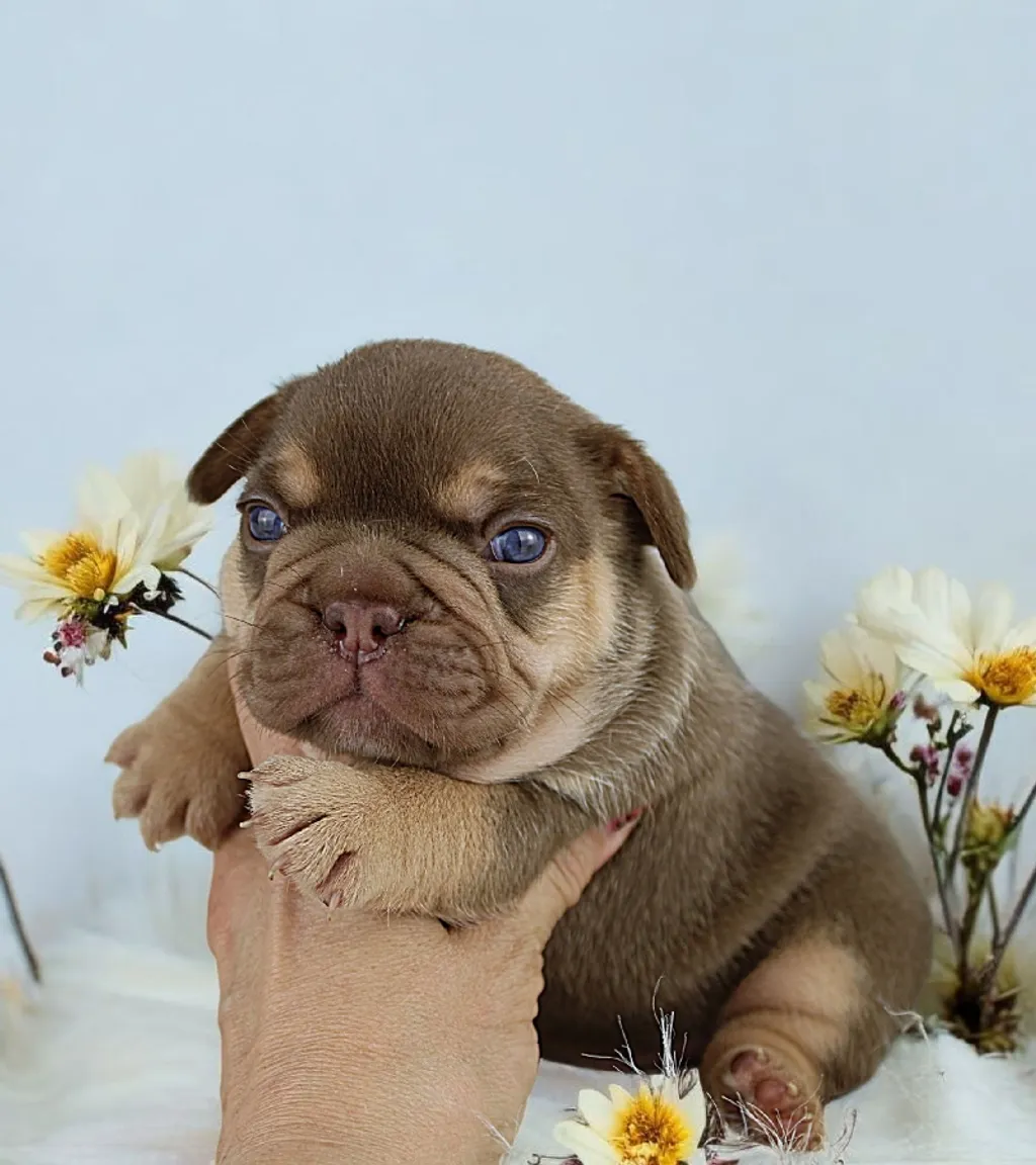 Photo d'un chiot Bouledogue Français mâle à vendre.