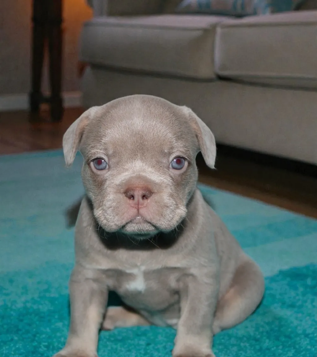 Photo d'un chiot Bouledogue Français femelle à vendre.