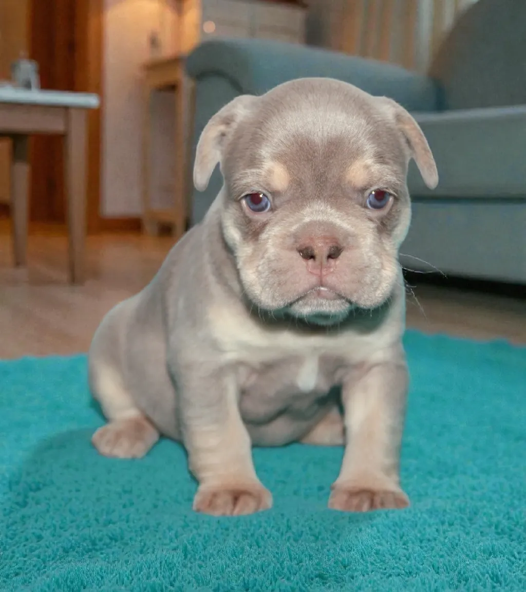 Photo d'un chiot Bouledogue Français femelle à vendre.
