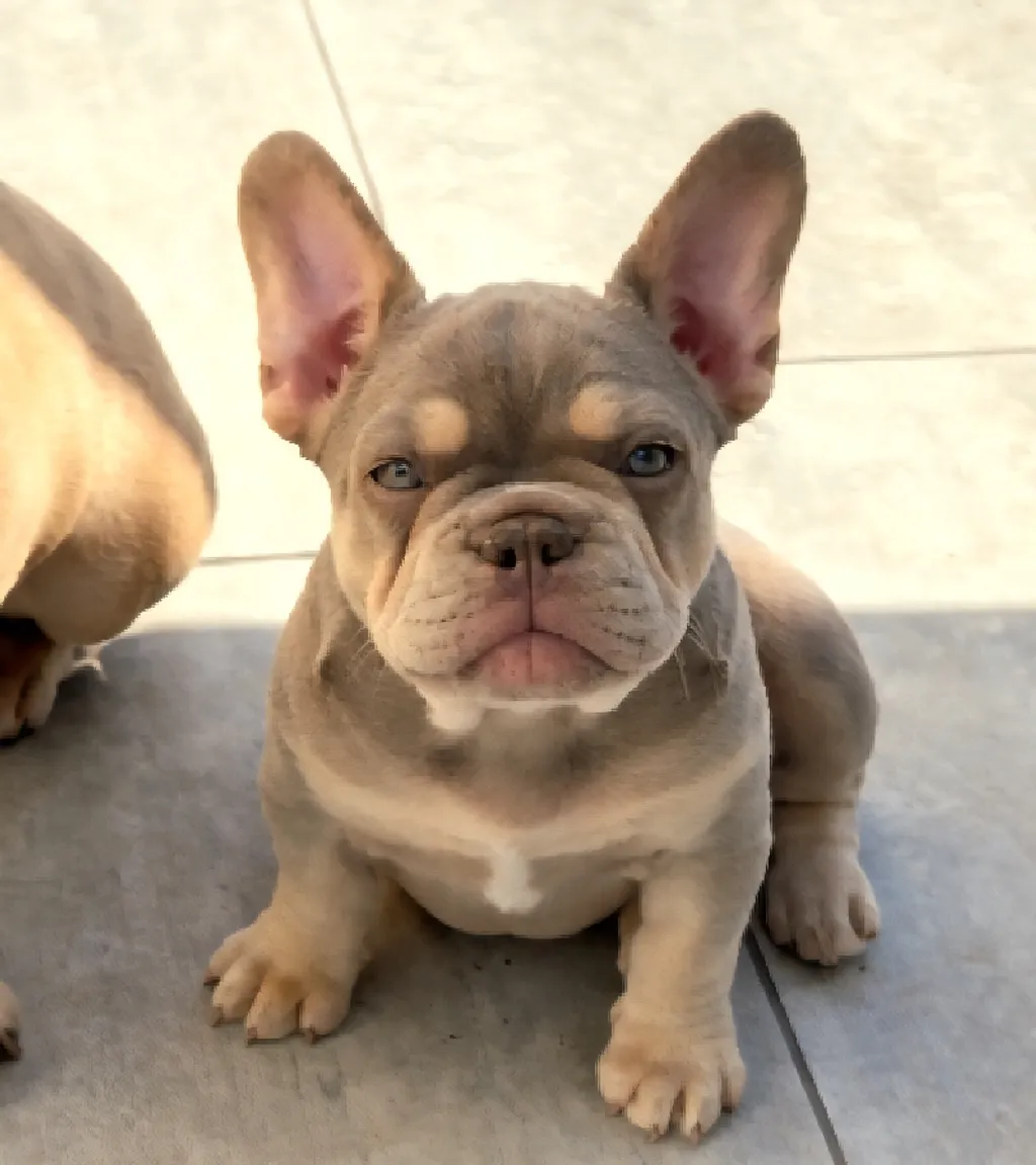 Photo d'un chiot Bouledogue Français femelle produit.