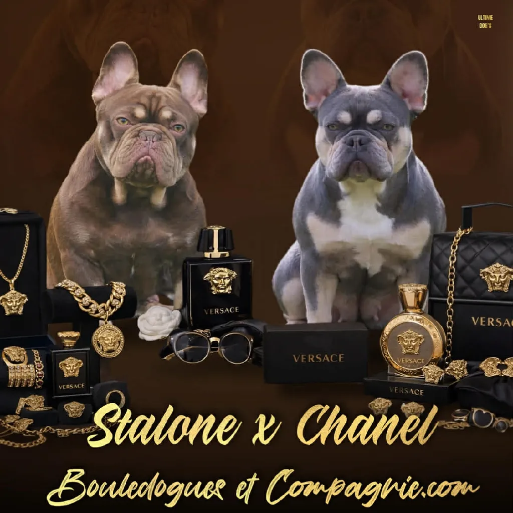 Mariage entre Stalone et Chanel 