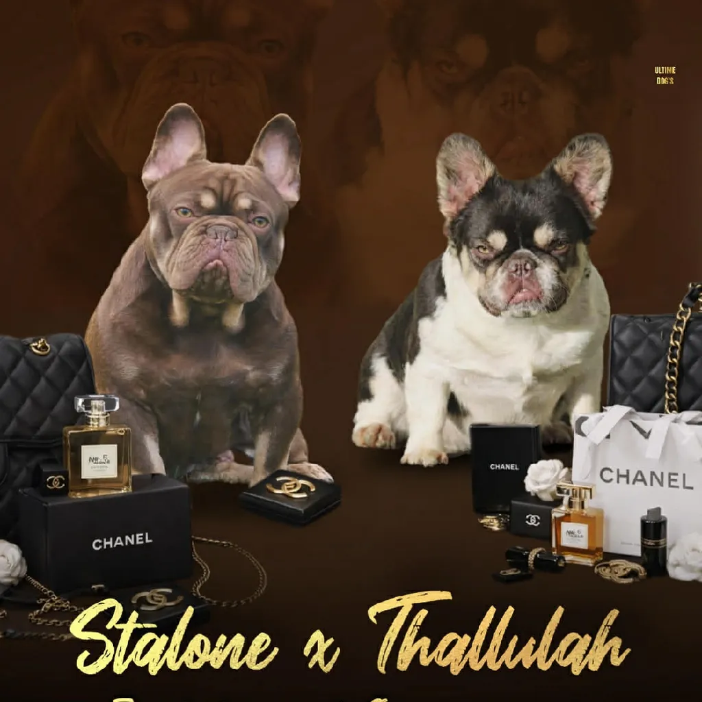 Mariage entre Stalone et Thallulah 
