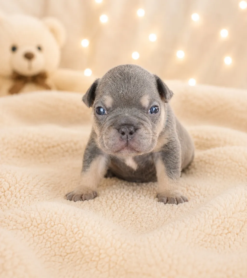Photo d'un chiot Bouledogue Français femelle à vendre.