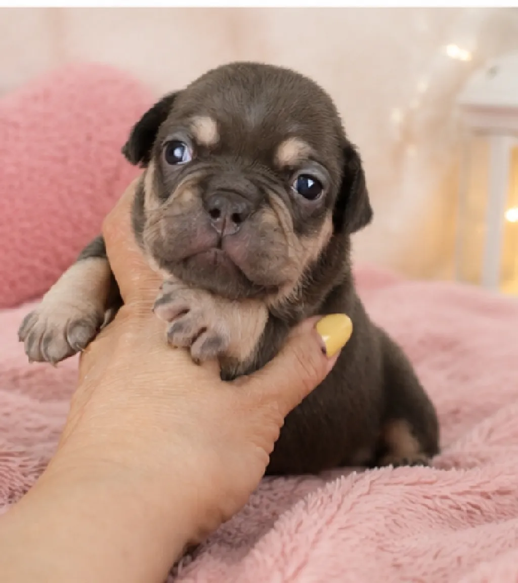 Photo d'un chiot Bouledogue Français femelle à vendre.
