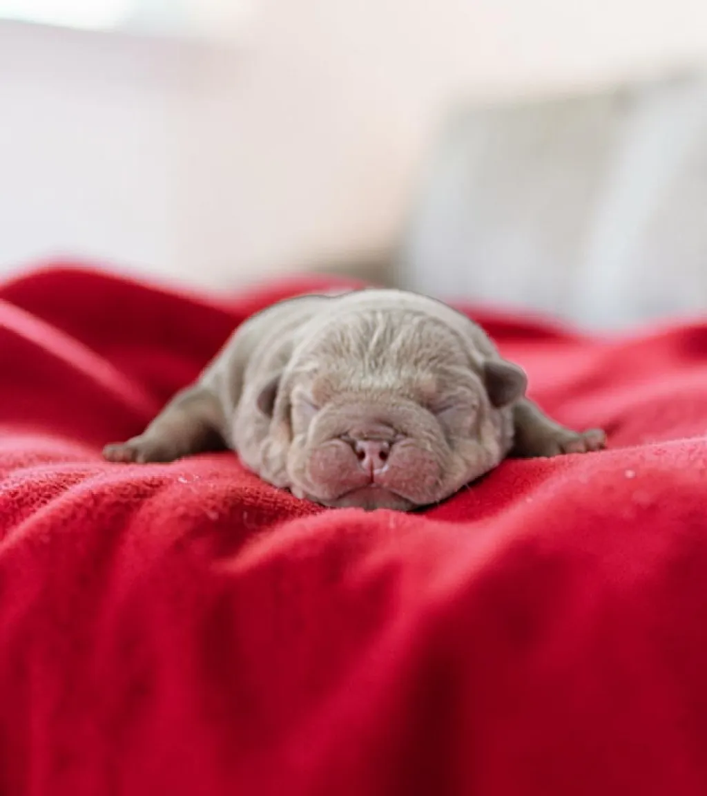 Photo d'un chiot Bouledogue Français femelle à vendre.