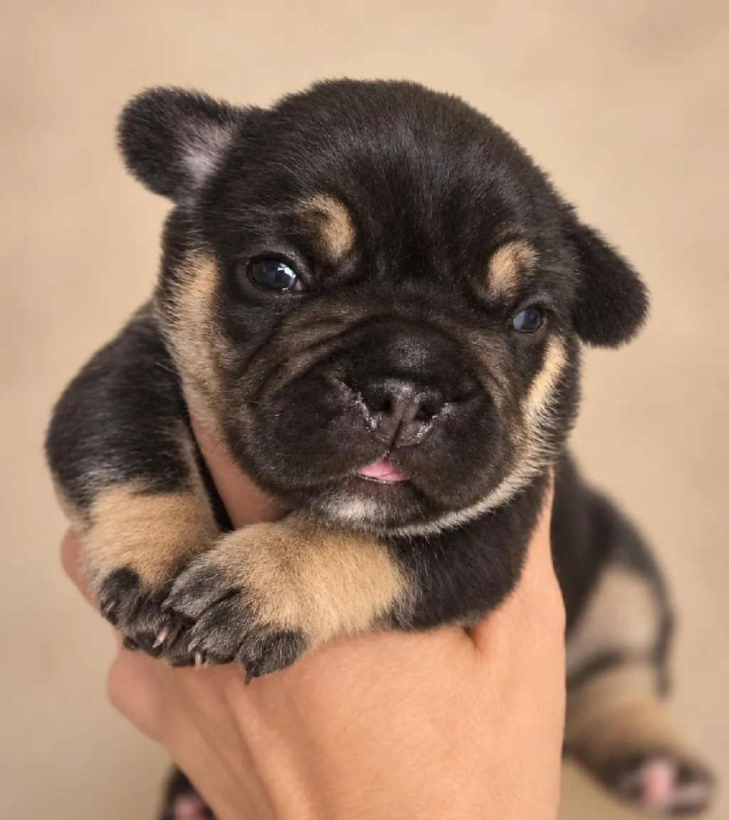 Photo d'un chiot Bouledogue Français mâle à vendre.