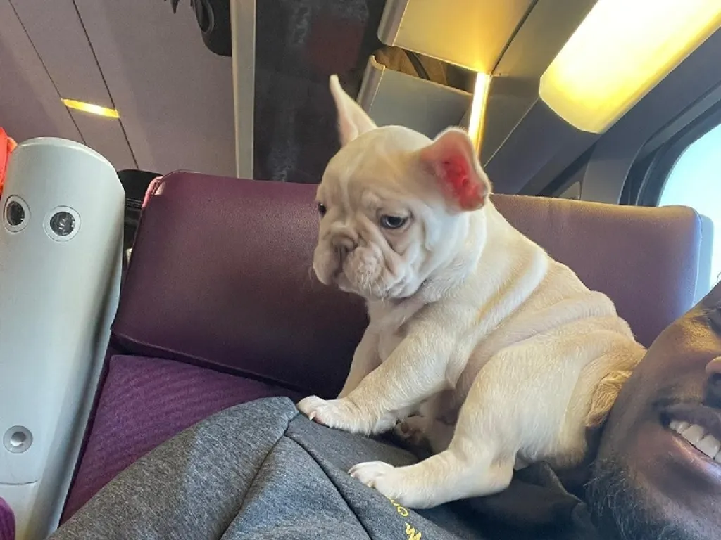 Un chiot bouledogue français exotique de couleur crème 